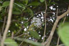 Ixora arborea